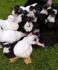 Vackra Muscovy Poults