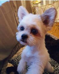 Lhasa apso / tibetansk Spanier, en tik på 2 år
