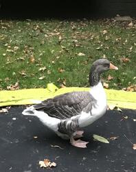Pomeranian Goose på en studsmatta
