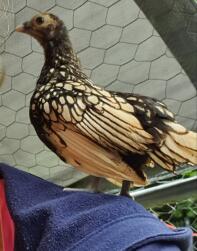 Kyckling som sitter på en axel