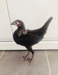 En svart liten mager kyckling