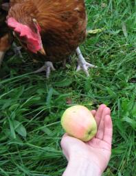 Kyckling som tittar på äpple
