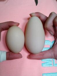 Jämförelse av ägg