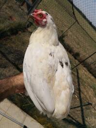 En vit kyckling stod på sin ägares hand i en trädgård bakom ett nät.