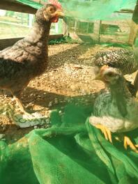 Tre kycklingar i ett hönshus