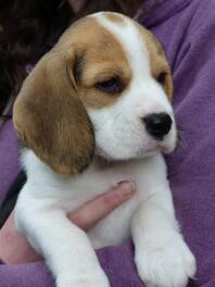 Beagle valp