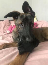 13 veckor gammal malinois valp