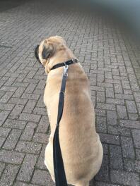 Bullmastiff hund med hundledning