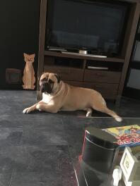 Bullmastiff hund som ligger ner