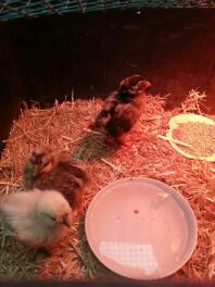 2 silkies 1 Campine 4 veckor gammal