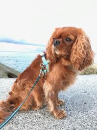 En fantastisk king charles spaniel