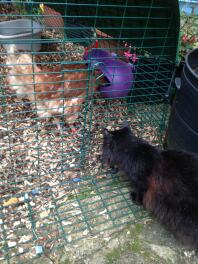Absynthe träffar sina nya kycklingvänner för första gången!