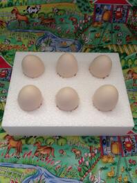 Särskilda lådor för att skicka fertila ägg