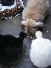 Kanin och två höns som äter från marken