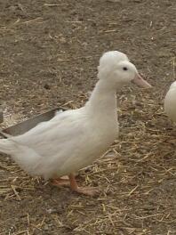 Detta är Daphnie en vacker krönad pekin. Jag förlorade henne till en rovdjur mitt på dagen