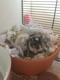 Mina gerbils i sin qute!