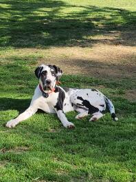 River, 9 månader gammal harlequin great dane valp