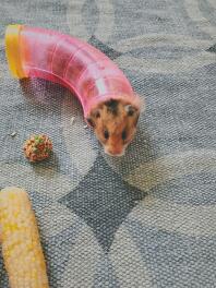 Isaacs hamster Bosse