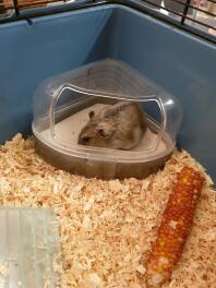 My hamster loves to sit in his bathing sand