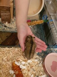 My hamster on her way into my hand.