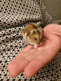 Our Russian dwarf hamster Hilda 