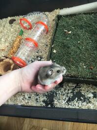 Håller i hamster
