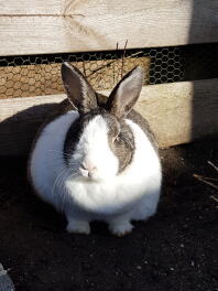 En knubbig svartvit kanin satt i solen