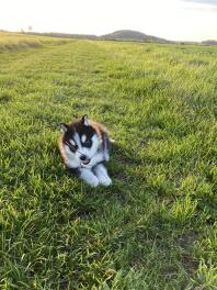 Husky som sitter på gräset och tuggar på en pinne på en solig dag