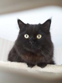 Svart katt
