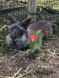 En stor fluffig kanin med grå päls i en trädgård