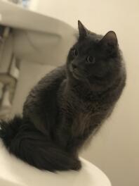 Min vackra Nebelung-katt. Han heter Spencer