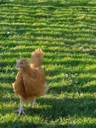 Buff Orpington Chick fritt