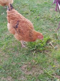 Buff Orpington fritt