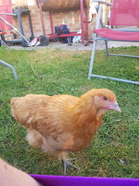 Nyfiken Buff Orpington