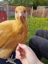 Nyfiken Buff Orpington