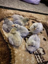 Lavendel Orpington kycklingar 8 dagar gamla