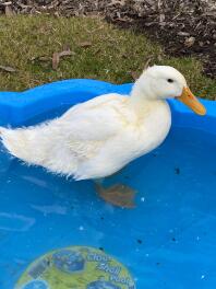 Gemmy den vackraste pekingankan i världen!