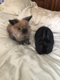Rose och Thor