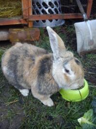 Tryffel min 12-åriga jätte-lop! :-)