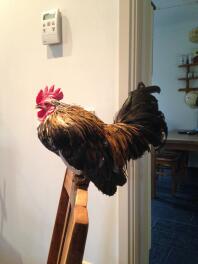 En kyckling stod på baksidan av en trästol i ett hus