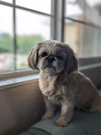 Shih tzu sitter i soffan.