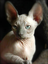 En sphynxkatt med vackra stora öron.