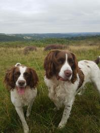 manliga och kvinnliga Springer spaniels (Sweep och Leia)