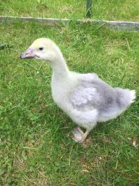 4 veckor gammal Steinbacher gosling