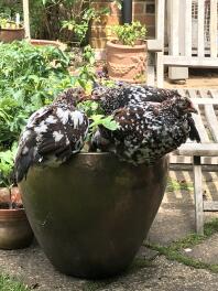 Speckled Sussex pullets älskar jordgubbar