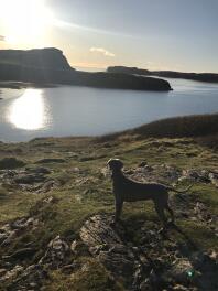 Weimaraner beundrar utsikten