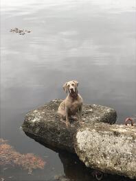 Weimaraner vid sjön