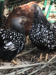 Sadie och Sybil, Wyandottes med silversnöre