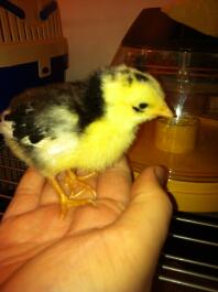 ancona cockerel chick 1 vecka gammal