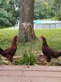 Mina kycklingar